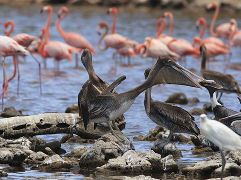 Flamingos Bonaire