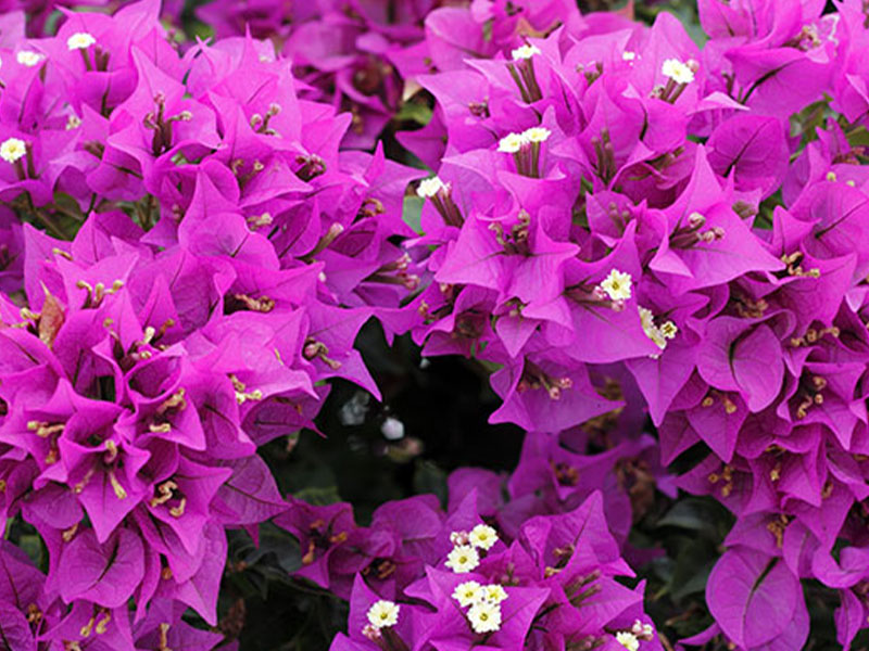 Flowers at Bonaire