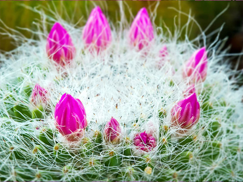 Flowers Bonaire