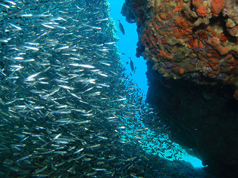 Diving Bonaire