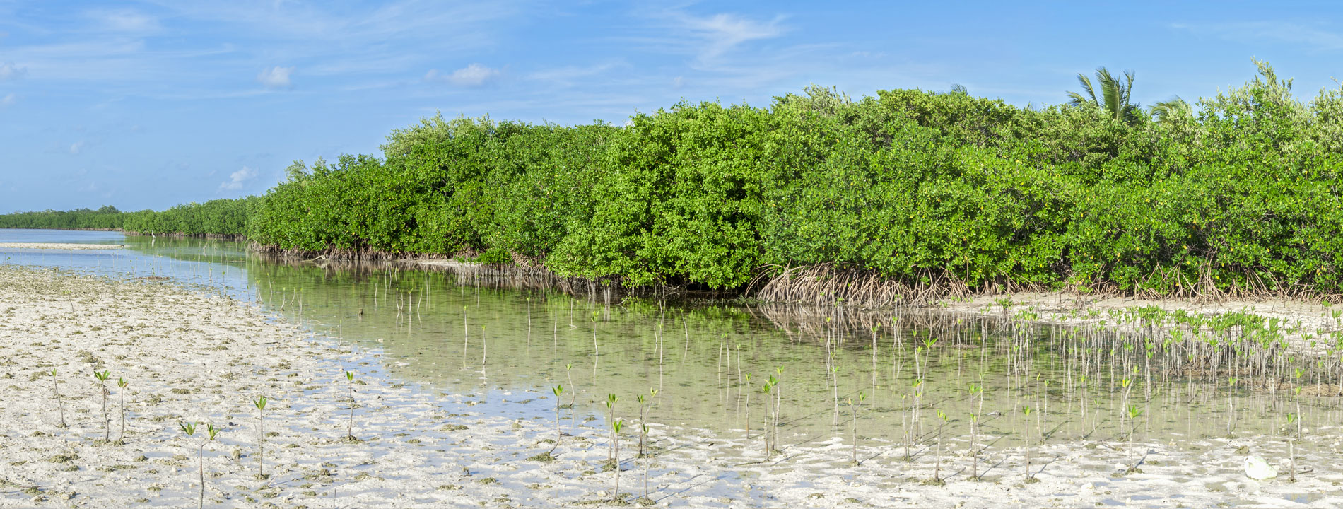 About Bonaire