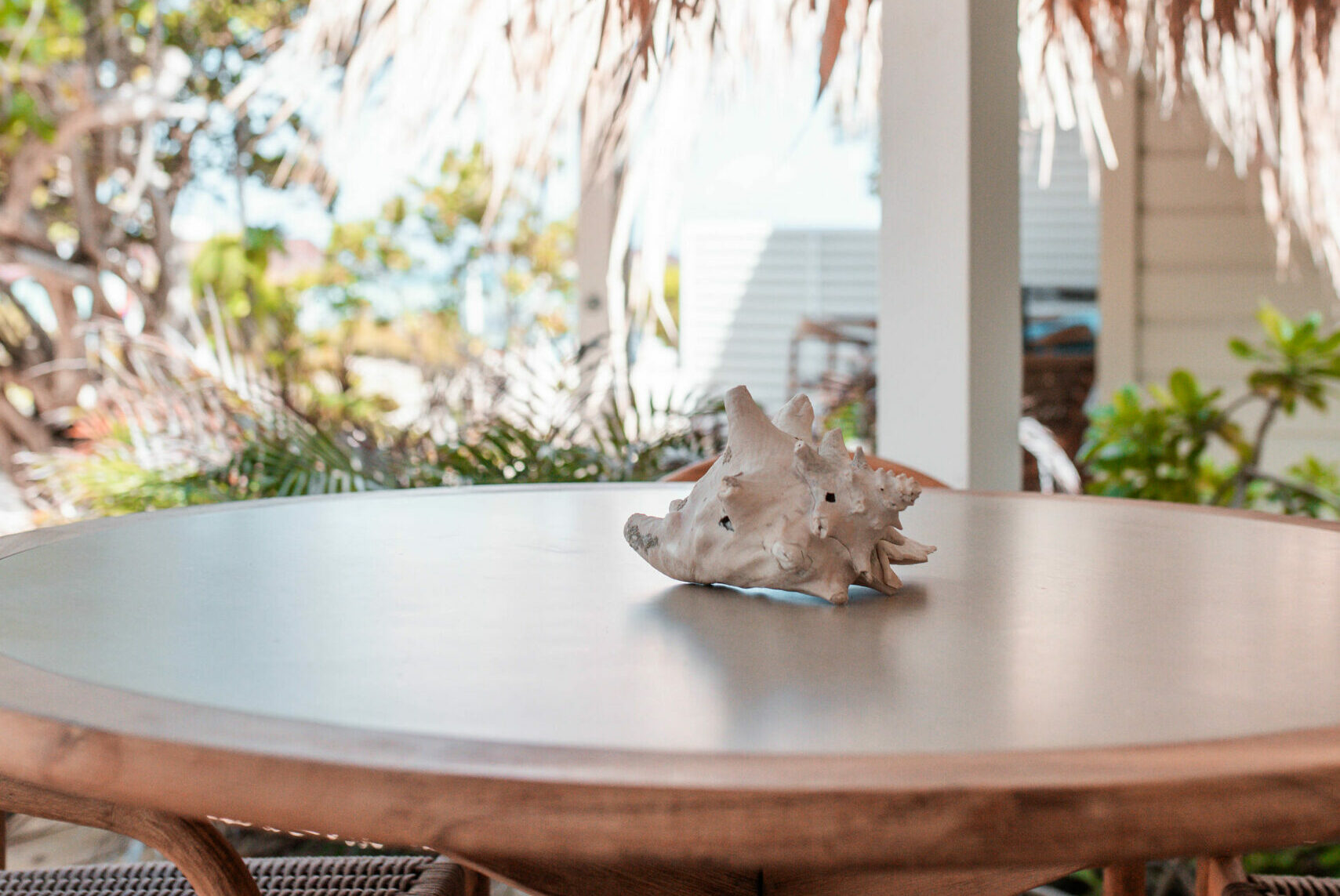 Shell on the table