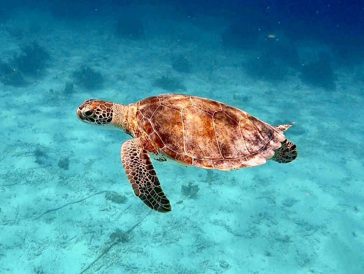 Diving